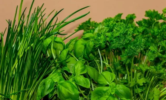Herb garden in the kitchen